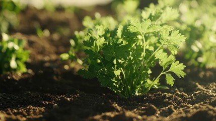 Close-up of fresh parsley plants growing in soil