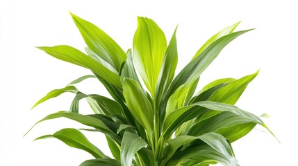 Close-up of vibrant green leaves (12)