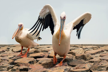 Two African great white pelicans sit calmly on a stone wall under soft daylight. A peaceful wildlife moment reflecting balance, rest, and the elegance of large wetland birds.