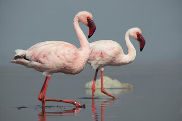 Two African flamingos stand together in a serene blue lagoon, captured in soft natural light. A...