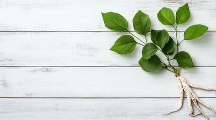 Fresh green leaves and root on white wooden planks