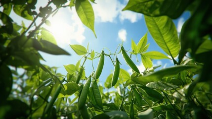 Fresh pea pods growing in a vibrant garden