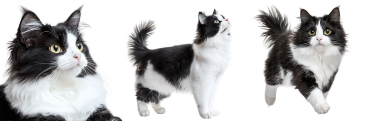 Set of black and white fluffy cats isolated on transparent background PNG