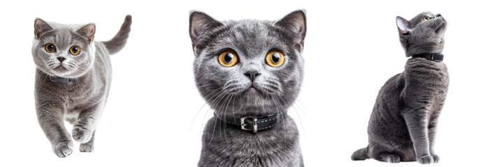 Set of beautiful gray cats isolated on transparent background PNG
