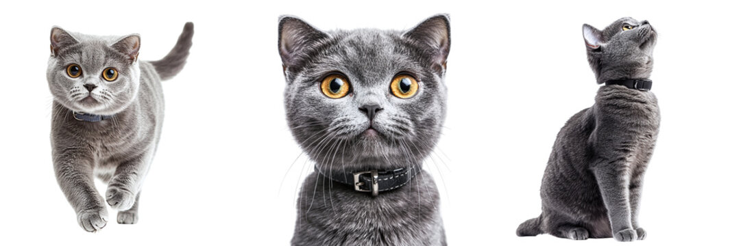 Set of beautiful gray cats isolated on transparent background PNG