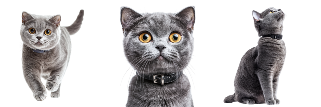 Set of beautiful gray cats isolated on transparent background PNG
