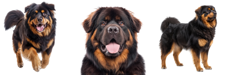 Set of Tibetan mastiff dogs isolated on transparent background PNG