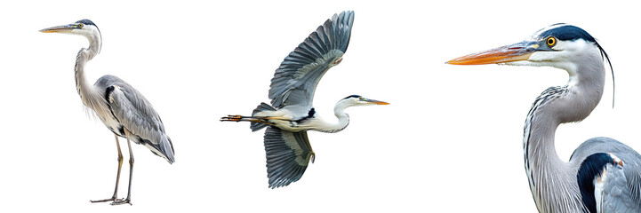Set of herons isolated on transparent background PNG