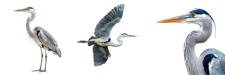 Set of herons isolated on transparent background PNG