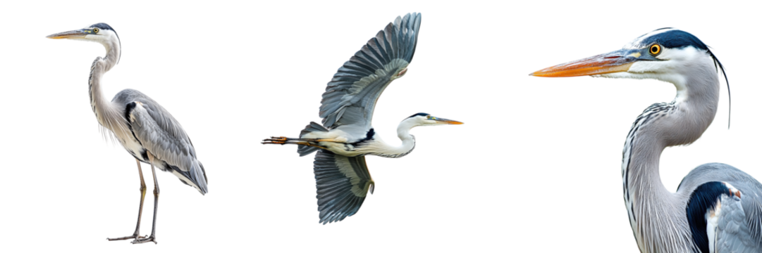 Set of herons isolated on transparent background PNG