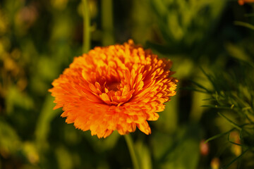 bright calendula flower in close-up with green background