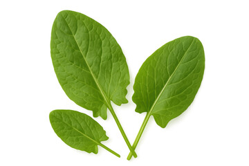 Fototapeta premium Vibrant sorrel leaves isolated on a transparent background, ready for use in food, health, or nature-themed designs