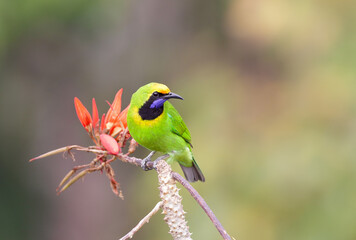 colorful golden fronted leafbird perched on blooming red flower.