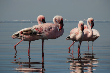 A flock of pink African flamingos wading through a serene blue lagoon in Namibia. A real wildlife photo showing elegance, unity, and the peaceful beauty of exotic birdlife.