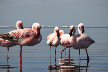 A flock of pink African flamingos wading through a serene blue lagoon in Namibia. A real wildlife photo showing elegance, unity, and the peaceful beauty of exotic birdlife.
