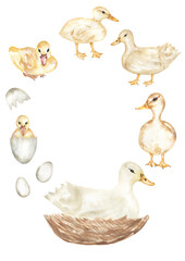 Watercolor Farm Duck Life Cycle, cute farm animal growth stage poster, bird print