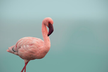 Real photo of a single pink flamingo in natural light. Feather texture, beak shape, and vivid color...