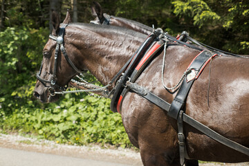 Horses pulling a team of tourists to Morskie Oko in the Tatra Mountains. The animals are hard at work.
