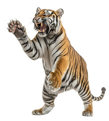 Fototapeta premium A tiger roaring and showing its claws isolated on white isolated on transparent background