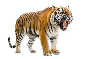 Fototapeta na wymiar A tiger roaring with its mouth open, isolated on white isolated on transparent background