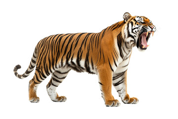 Obraz premium A tiger roaring with its mouth open, isolated on white isolated on transparent background