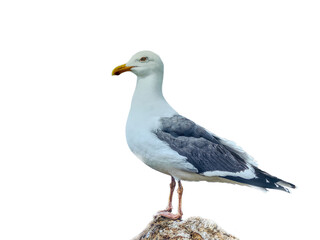 Möwe  auf Felsen (Freigestellt)