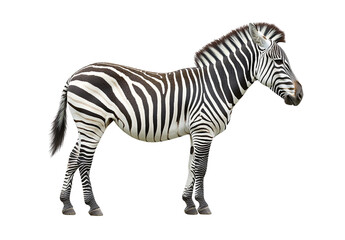 A zebra standing on a transparent background