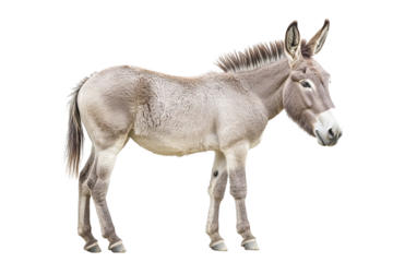 A donkey standing on a transparent background