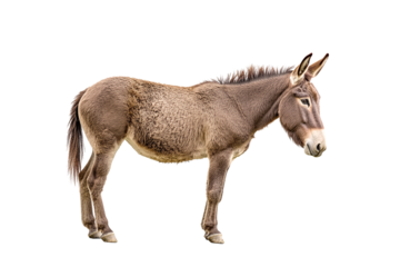 A donkey standing on a transparent background