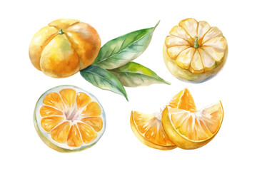 set of watercolor Satsuma Slice vector illustration isolated on white background