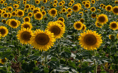 Sunflower fields in the province of Cuenca (Spain)