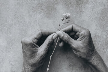Aged hands holding delicate wildflower textured skin monochrome style close up emotional gentle touch vintage mood natural background simplicity tenderness