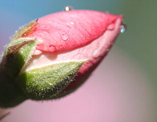 An ultra-detailed extreme close-up of a rose with surrounding flowers, captured in soft light. A cinematic and emotional scene perfect for visual storytelling, branding, and artistic use.