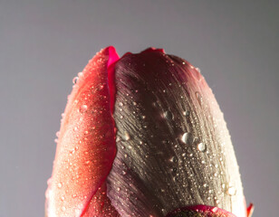 An ultra-detailed extreme close-up of a rose with surrounding flowers, captured in soft light. A cinematic and emotional scene perfect for visual storytelling, branding, and artistic use.
