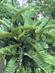 Lush green zamia furfuracea plant with dense foliage in outdoor setting