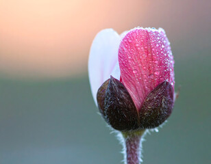 An ultra-detailed extreme close-up of a rose with surrounding flowers, captured in soft light. A cinematic and emotional scene perfect for visual storytelling, branding, and artistic use.