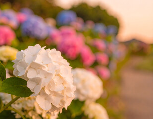 An ultra-detailed extreme close-up of a rose with surrounding flowers, captured in soft light. A cinematic and emotional scene perfect for visual storytelling, branding, and artistic use.