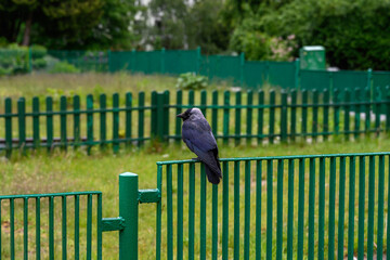Kawka siedząca na zielonym ogrodzeniu w miejskim parku © FOTOWAWA