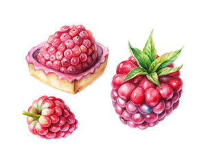 watercolor Raspberry Slice vector illustration isolated on white background