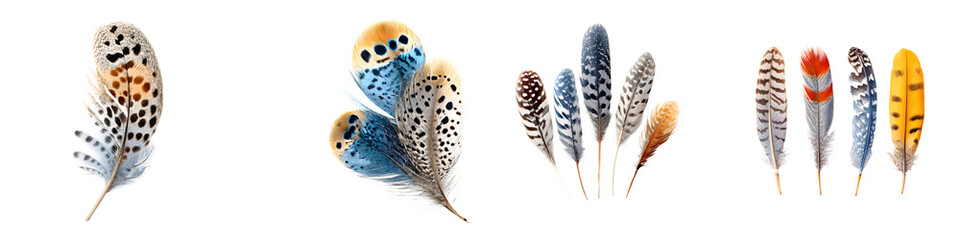 Feather Collection: Vibrant Watercolor Bird Plumage for Creative Design Elements
