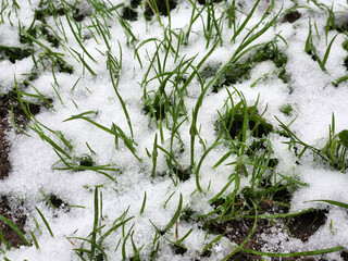 Grass under snow. Green grass dusted with snow