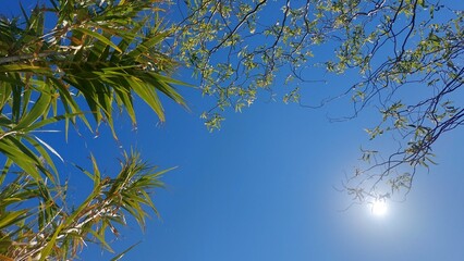 Blue sky and green branches in sunshine