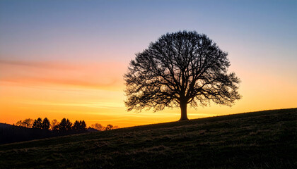 Obraz premium Silhouetted Solitary Tree on Grassy Hillside with Vibrant Sunset Sky Natural Serene Landscape