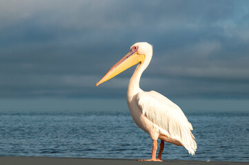 A single African great white pelican stands peacefully in a blue lagoon under soft natural light. A calm wildlife scene capturing elegance, balance, and the beauty of birdlife in Africa.