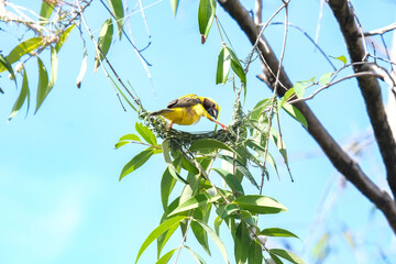 Birds build nests on branch