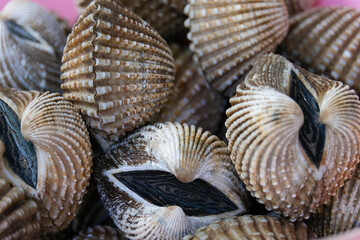 sea shell on the plate