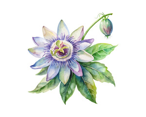 watercolor Passion Flower Branch vector illustration isolated on white background