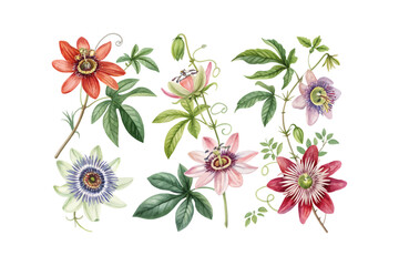 set of watercolor Passion Flower Branch vector illustration isolated on white background