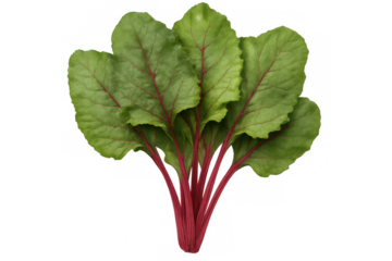 Vibrant green beet greens with striking red stems, isolated on a transparent background, ready for culinary or design projects