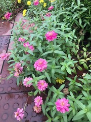 Close up of pink and yellow zinnia flowers in a garden bed outdoors